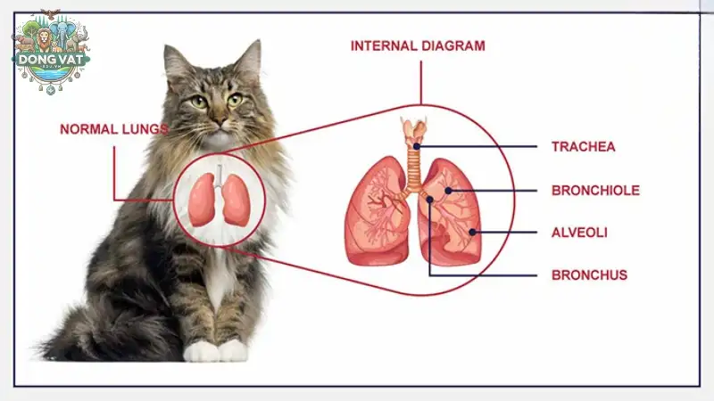 Nguyên nhân mèo bị viêm phổi