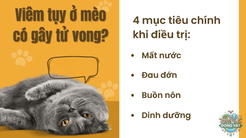 Bệnh viêm tụy ở mèo là gì?