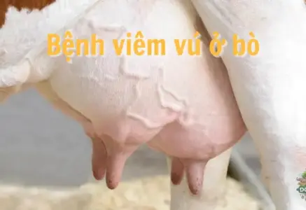 Bệnh viêm vú ở bò – Nguyên nhân và cách điều trị hiệu quả