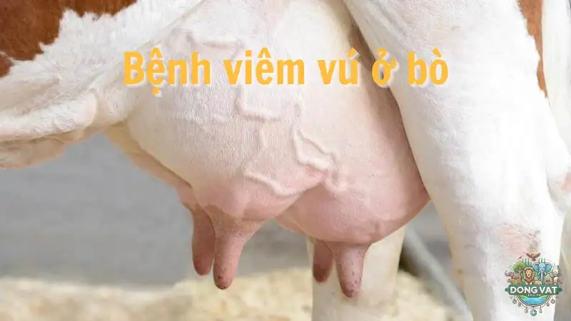 Bệnh viêm vú ở bò - Nguyên nhân và cách điều trị hiệu quả