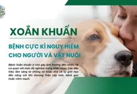 Bệnh xoắn khuẩn ở chó – Cách nhận diện sớm và xử lý kịp thời