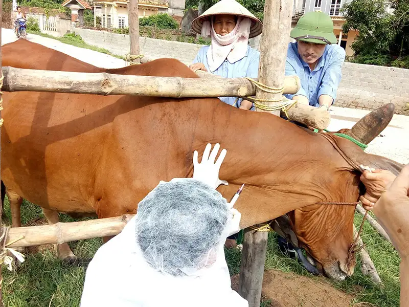 Cách điều trị bệnh xoắn khuẩn ở gia súc 1