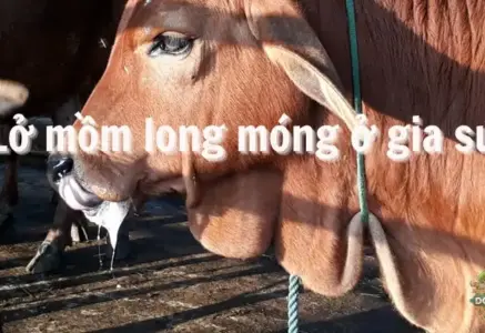 Lở mồm long móng ở gia súc – Những điều bạn cần biết