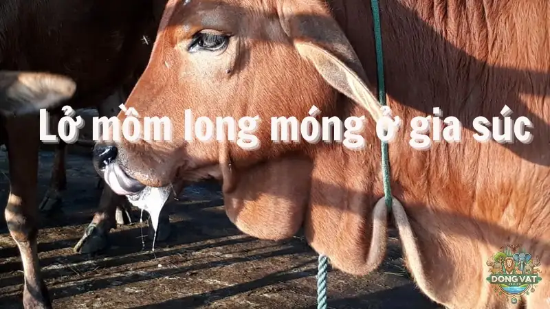 Lở mồm long móng ở gia súc - Những điều bạn cần biết