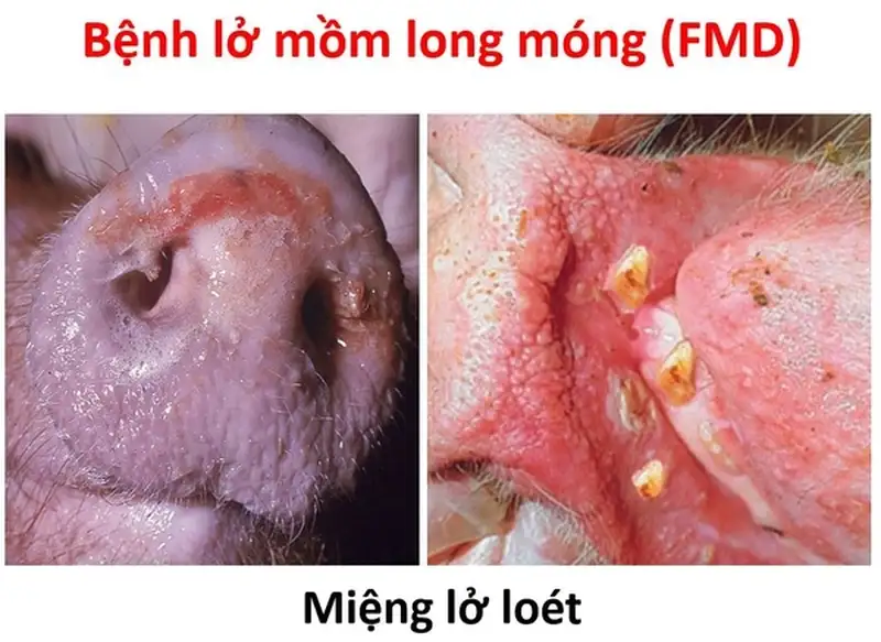 Bệnh lở mồm long móng