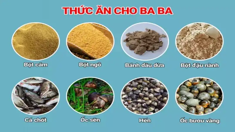 Những loại thức ăn cho ba ba phát triển tốt nhất 1