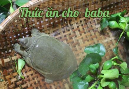 Thức ăn cho ba ba – Bí quyết chọn lựa thực phẩm tốt nhất