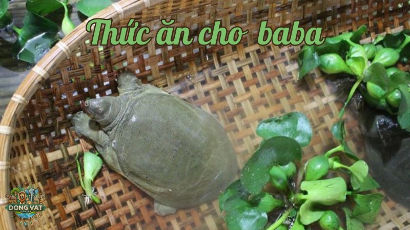 Thức ăn cho ba ba - Bí quyết chọn lựa thực phẩm tốt nhất