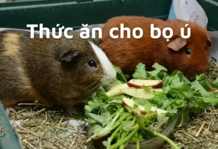 Thức ăn cho bọ ú – Bí quyết chăm sóc bọ ú khỏe mạnh