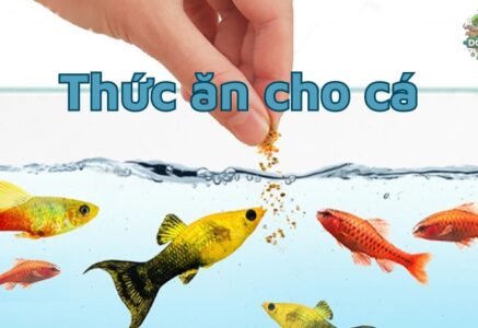 Mẹo chọn thức ăn cho cá cảnh đúng cách giúp cá phát triển tốt