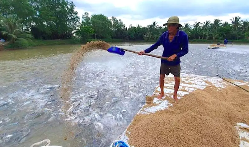 Các loại thức ăn cho cá tra 1