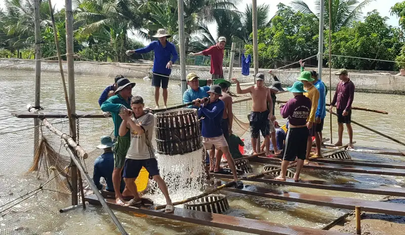 Các loại thức ăn cho cá tra 3