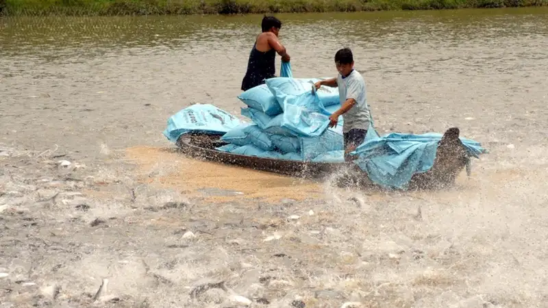 Các loại thức ăn cho cá tra 5