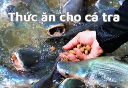 Tìm hiểu giá thức ăn cho cá tra và cách chọn loại phù hợp