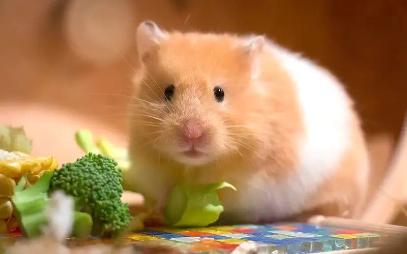 Lưu ý khi chọn thức ăn cho chuột Hamster 2