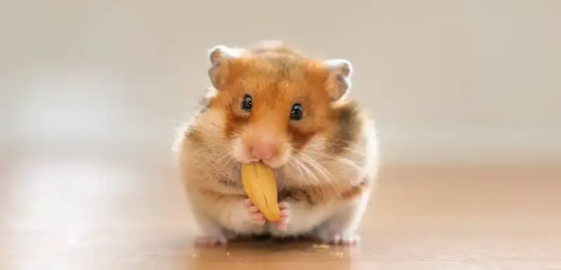 Thức ăn có lợi cho chuột Hamster 1