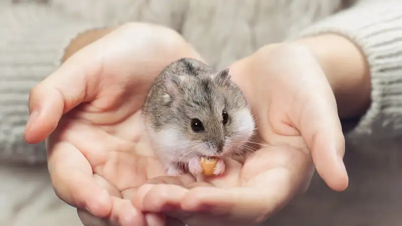 Thức ăn có hại cho sức khỏe của chuột Hamster 3