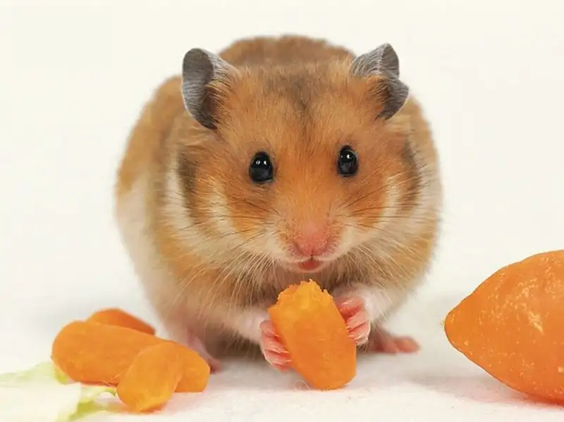 Thức ăn có lợi cho chuột Hamster 2