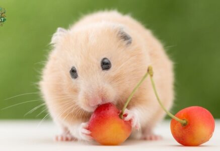 Chuột Hamster ăn gì? Cách chọn thức ăn cho chuột Hamster