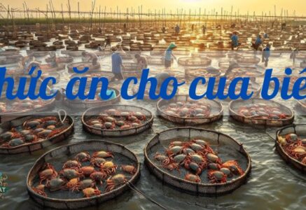 Cua biển ăn gì? Bí quyết lựa chọn thức ăn cho cua biển