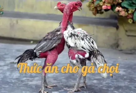 Thức ăn cho gà chọi – Công thức dinh dưỡng tối ưu cho gà