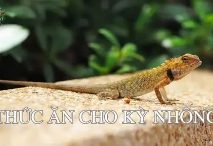 Những lưu ý quan trọng khi chọn thức ăn cho kỳ nhông