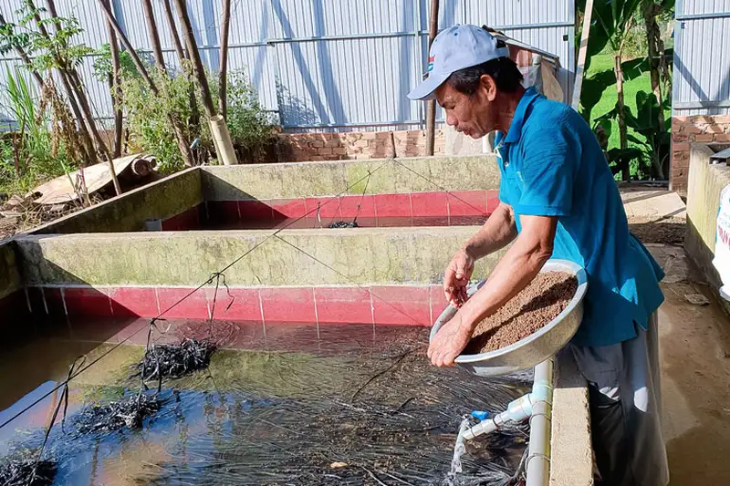 Cách cho lươn ăn hiệu quả 1