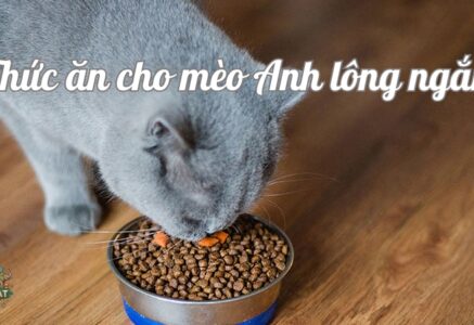 Bí quyết chọn thức ăn cho mèo Anh lông ngắn đảm bảo sức khỏe