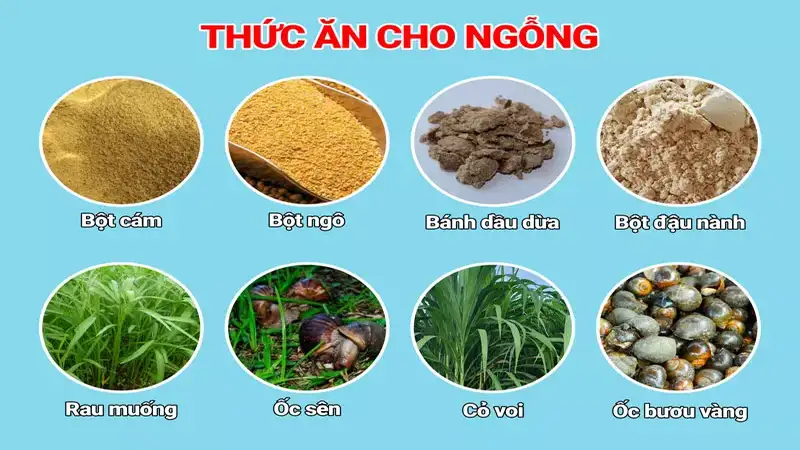 Lưu ý khi chọn thức ăn cho ngỗng 4