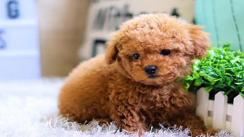 Lưu ý về chế độ dinh dưỡng của chó Poodle 4