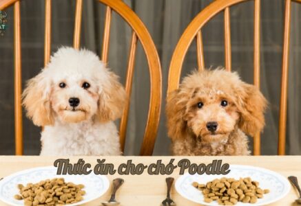 Hướng dẫn chọn thức ăn cho chó Poodle theo từng độ tuổi