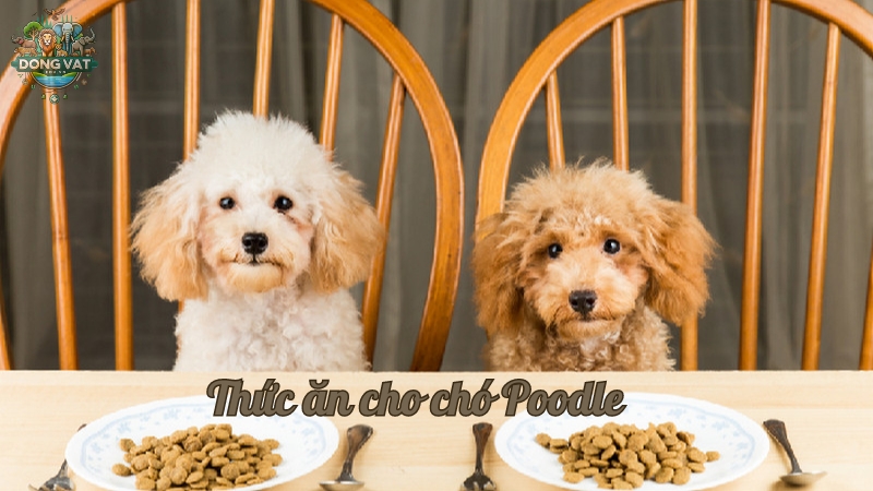 Hướng dẫn chọn thức ăn cho chó Poodle theo từng độ tuổi