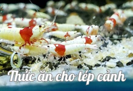 Tép cảnh ăn gì? Lựa chọn thức ăn cho tép cảnh đúng cách