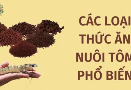 Kinh nghiệm chọn mua thức ăn cho tôm tốt nhất từ chuyên gia