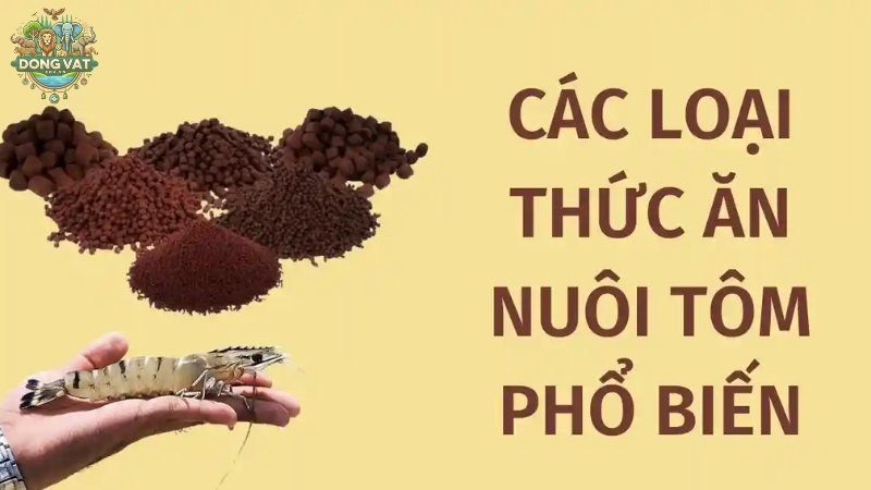 Kinh nghiệm chọn mua thức ăn cho tôm tốt nhất từ chuyên gia