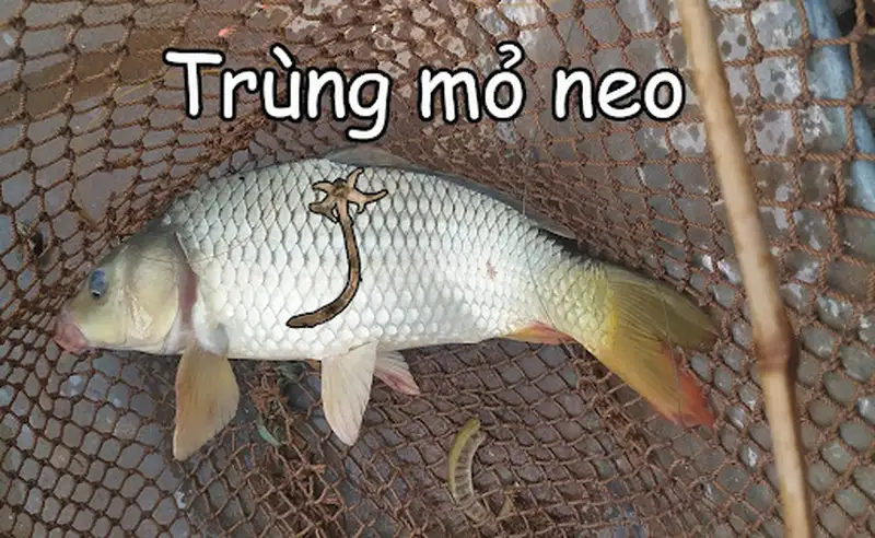 Bệnh trùng mỏ neo ở cá