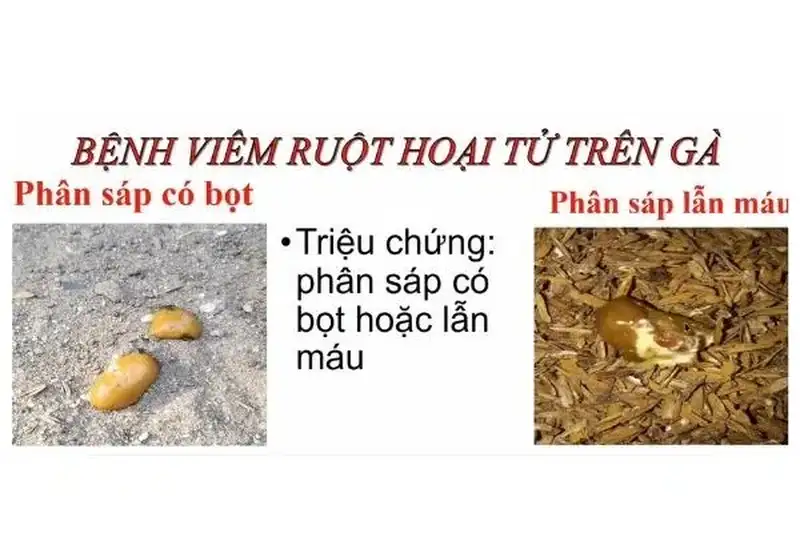 Phòng bệnh viêm ruột hoại tử