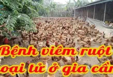 Các triệu chứng nhận biết sớm bệnh viêm ruột hoại tử ở gà