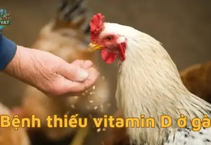 Tại sao gà cần vitamin D? Tìm hiểu bệnh thiếu vitamin d ở gà