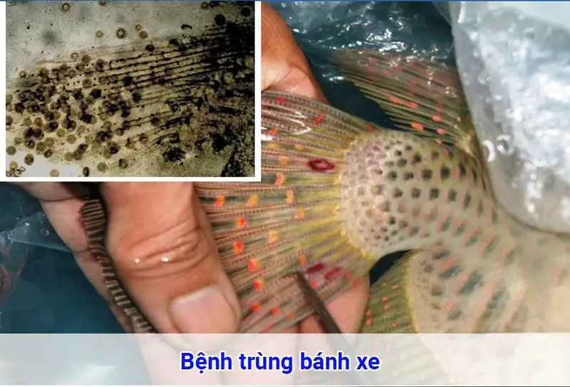 Chẩn đoán bệnh trùng bánh xe ở cá