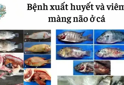 Triệu chứng bệnh viêm màng não ở cá và cách xử lý nhanh chóng