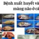 Triệu chứng bệnh viêm màng não ở cá và cách xử lý nhanh chóng